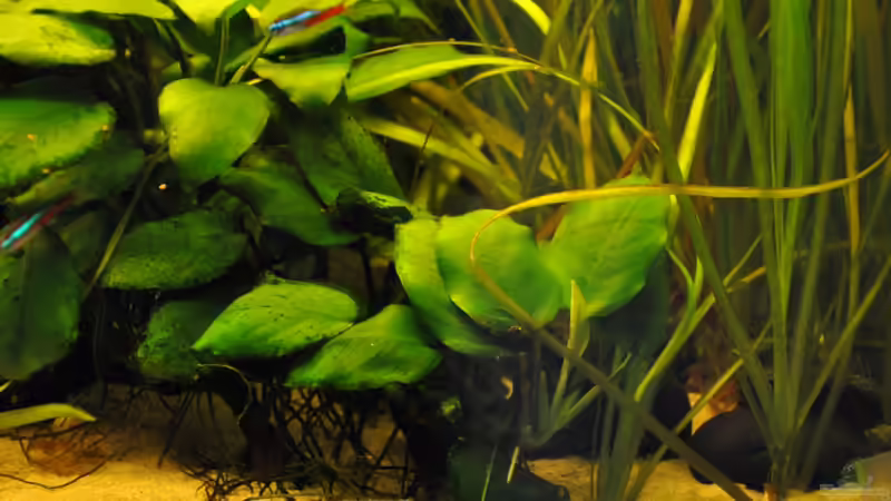 Steinfeld inmitten der Vallisneria von Seelaender (7)