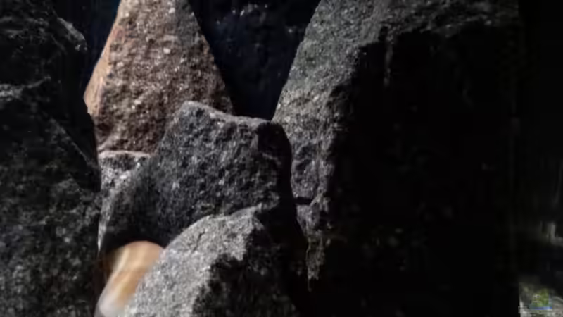 Steinformation von junger Aquarianer (28)