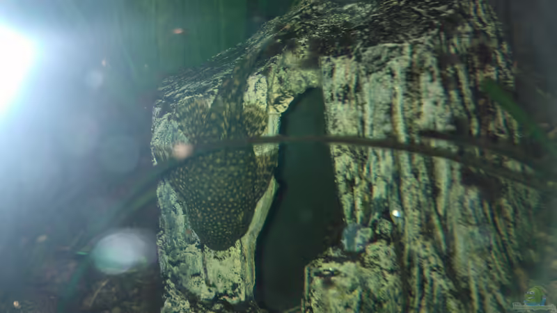 Steingewölbe Antennenwelsweibchen an der Kinderstube  von mischling12 (8)