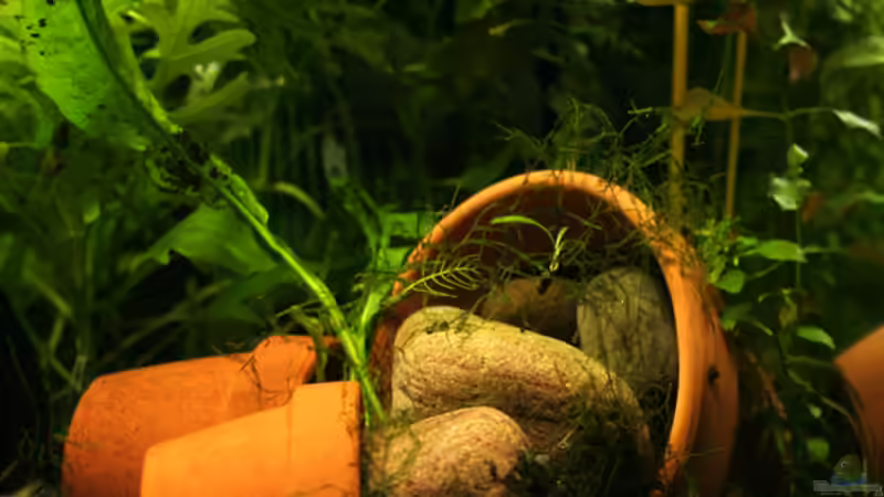 Steinhaufen für die Dornies von gezina (6)