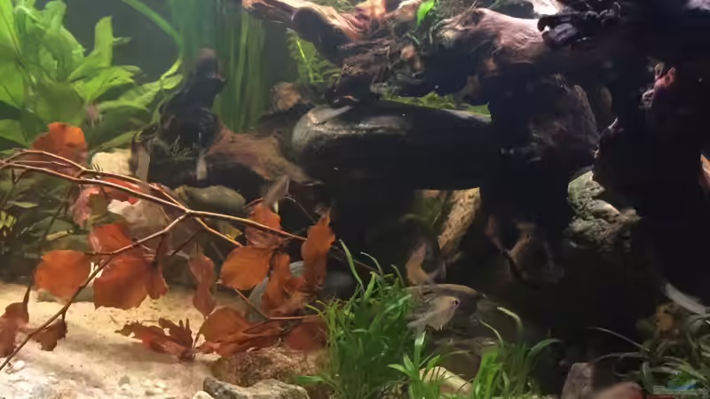 ´Steinhaufen´ mit Wurzeln von TinaAqua (25)