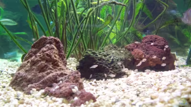 Steinhaufen zum Grasen außerhalb der Steinzone (mit Fuscotaeniatus-Nachwuchs) von Michael H. (8)