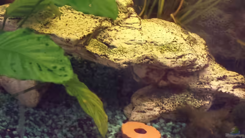 Steinhöhle aus Kunststoff. Unten ist ein Loch (damit sie sinkt), in dem bis jetzt von mamo2000 (20)