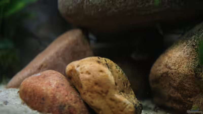 Steinhöhle in der Mitte - Versteck eines Calvus von Bastian Otto (12)