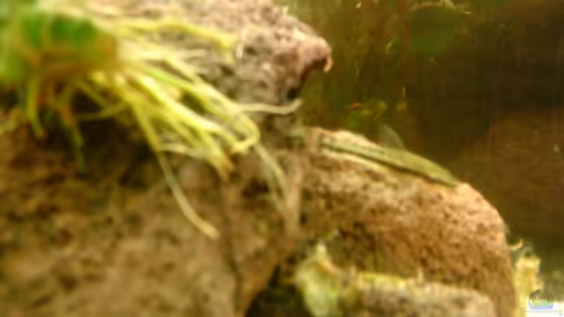 Steinhöhle mit einem Otocinclus von Marcus Roth (19)