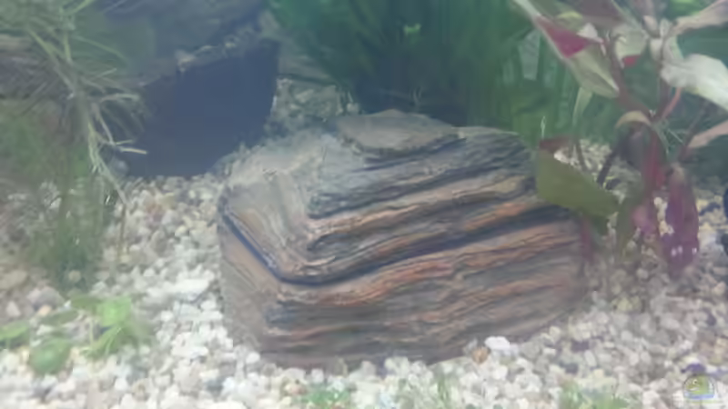 Steinholz mit Javafarn von Omega (11)