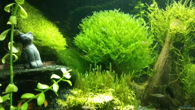 Steinkatze  von Gonnos (13)