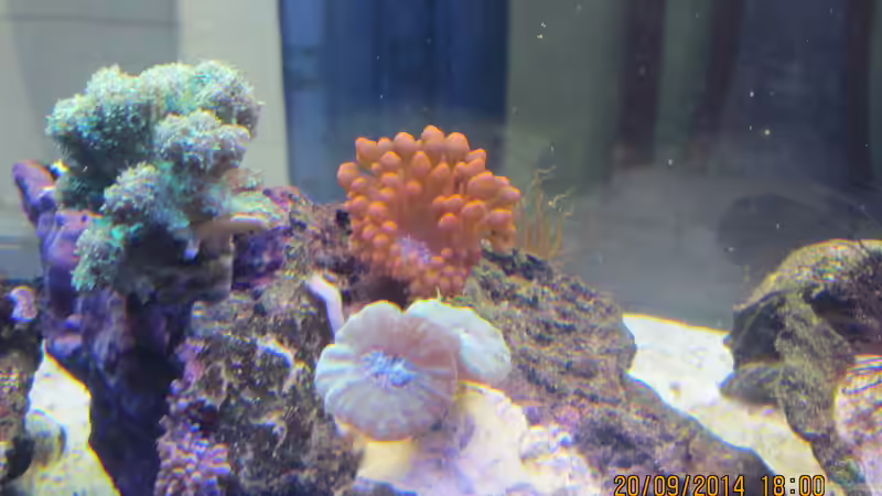 Steinkoralle Caulastrea echinulata von lippfisch (30)