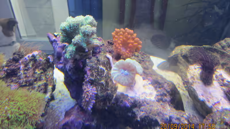 Steinkoralle und dritte Kupferanemone von lippfisch (12)