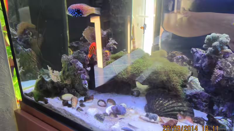 Steinkorallen,Diamant Lippfisch von lippfisch (55)