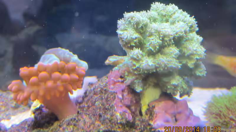 Steinkorallen von lippfisch (41)