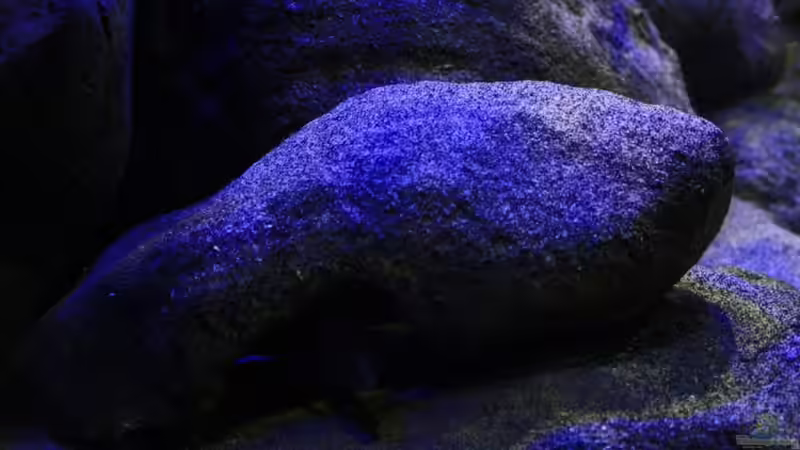 Steinmodul innen hohl, dient auch als Versteck für die Buntbarsche von Florian Bandhauer (37)