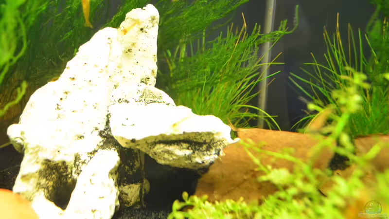 Steinnachbildung von Jan Marc (4)