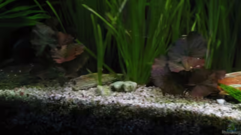 Steinplatte,ca.15cm Durchmesser von Korbi (24)