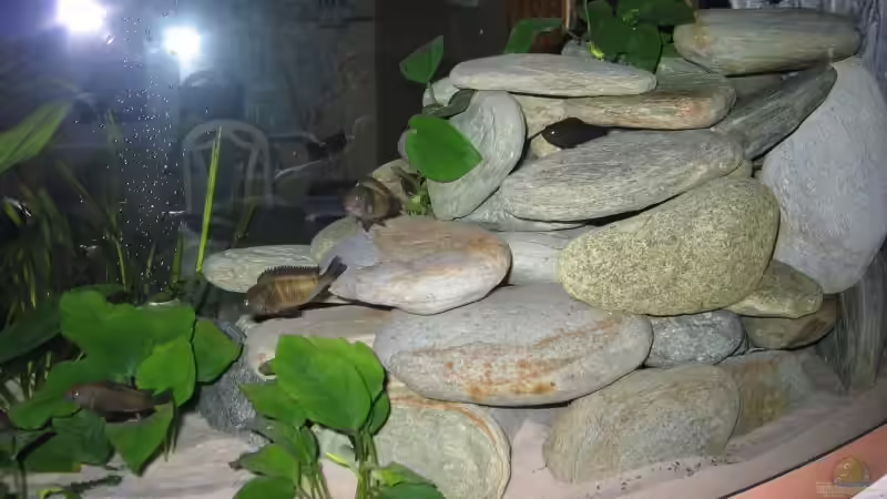 Steinplatten von Hubert Demonty (9)