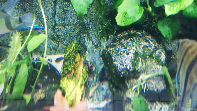 Steinverstecke von Chinese Inai (20)