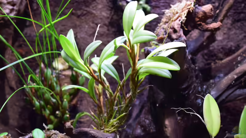 Stelis sp. von Junglist (15)