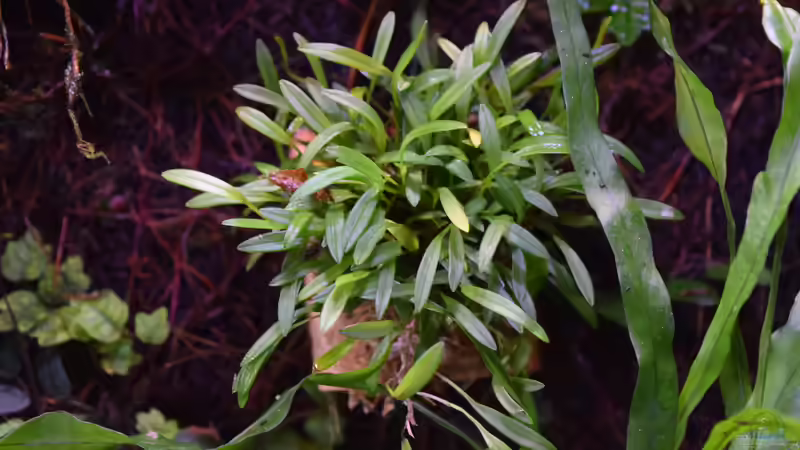 Stelis spec. von Junglist (43)