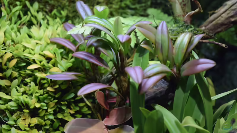 Stelis ssp. von Junglist (44)