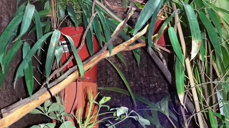 Stellprobe Pflanzen von Cichliden-Kabuff (15)