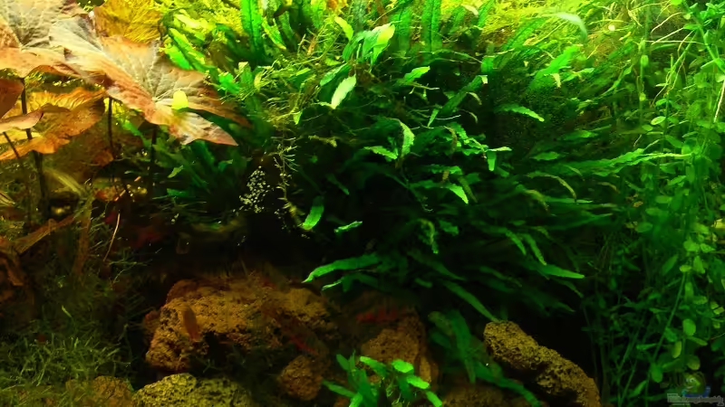 Stelzwurzel 18.8.11 von derflo (17)