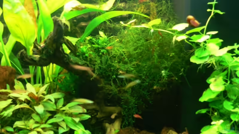 Stelzwurzel alt von derflo (16)