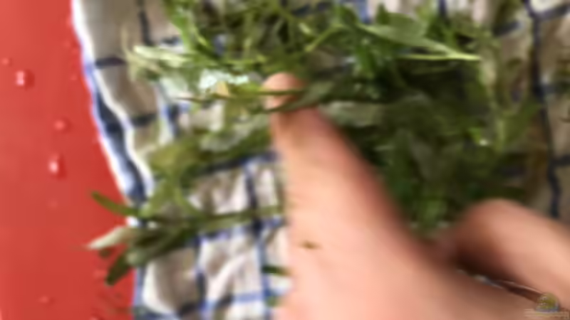 Stengelirgendwas von Günnis Medaka Refugium (11)