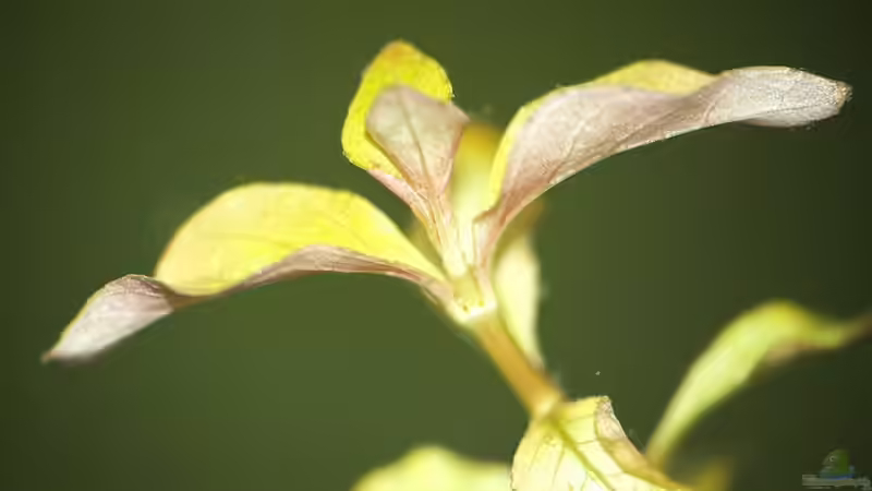 Stengelpflanze ? Detail von rapid (15)