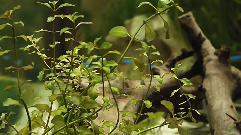 Stengelpflanze ? von der Seite von rapid (13)