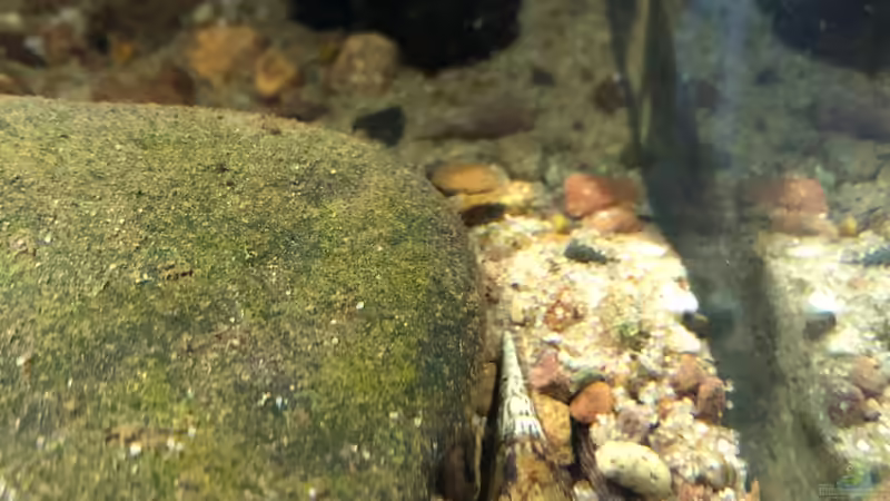 Stenomelania torulosa beim eingraben von schroepse (37)