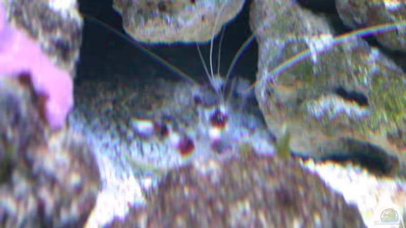 Stenopusse - die Chancen für gute Pix stehen schlecht ohne Tele )=; von Bacalhau (13)