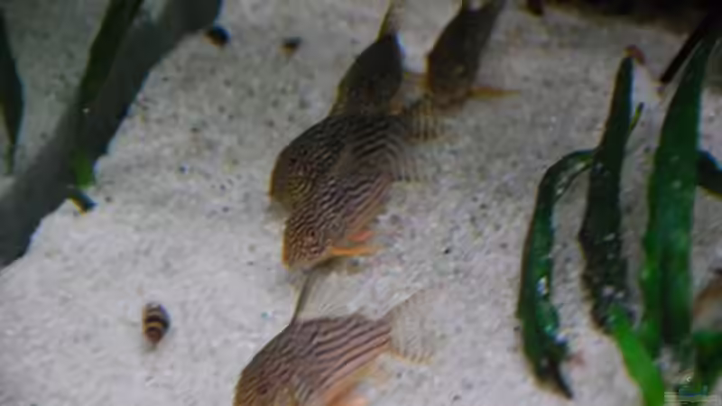 Sterbai - Panzerwelse von Discusfan (26)