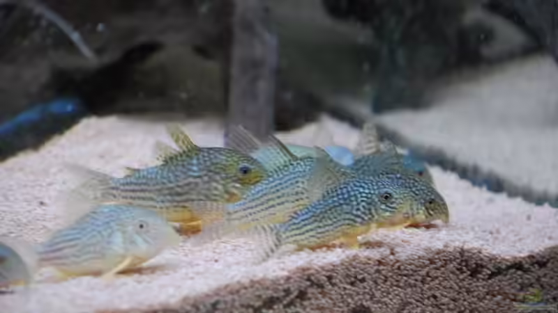 Sterbai - Panzerwelse von Discusfan (27)