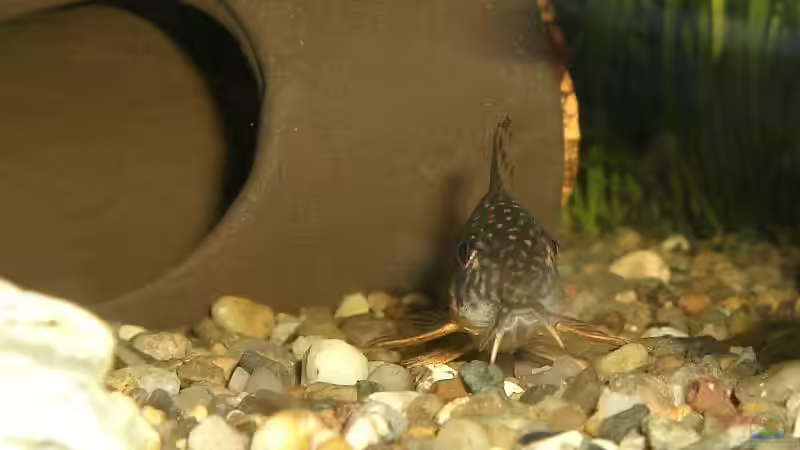 sterbai (ob aus der kamera futter kommt??) von Stephan Fehringer (25)