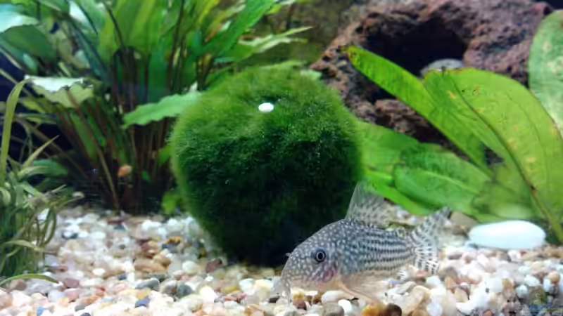 Sterbai Panzerwels von manala (29)