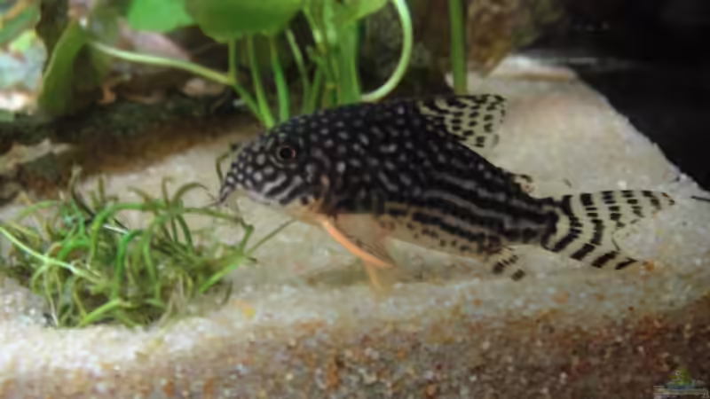 Sterbai Panzerwels von Sabrina Plankensteiner (55)