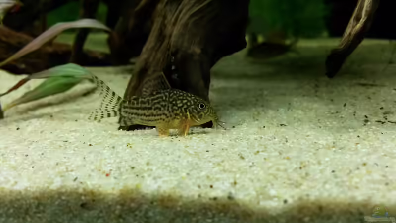 sterbai von Basti Rothe (10)