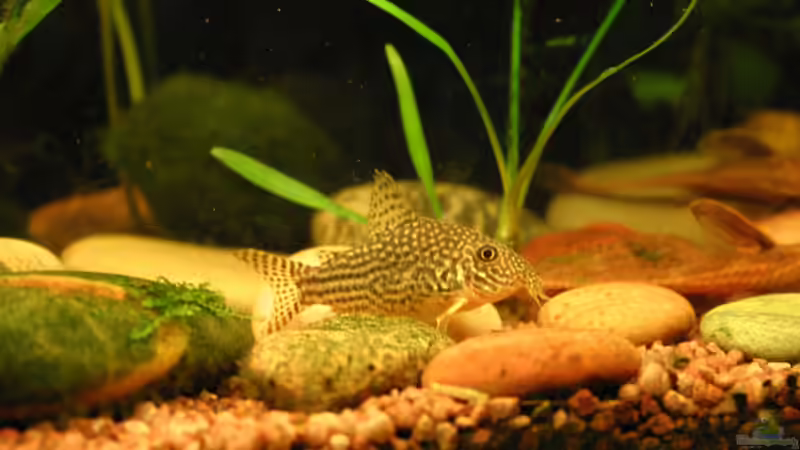 Sterbai von Kamenko (41)