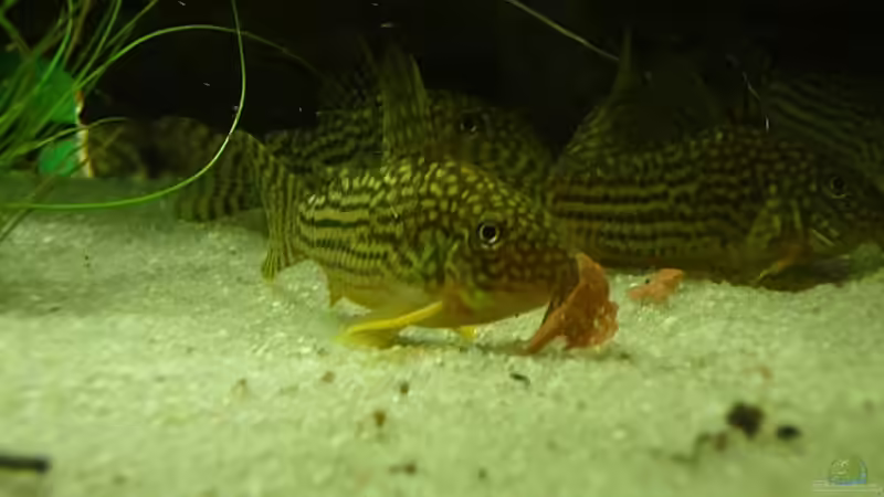 Sterbai WFNZ von Alex von Markus Pirklbauer (14)