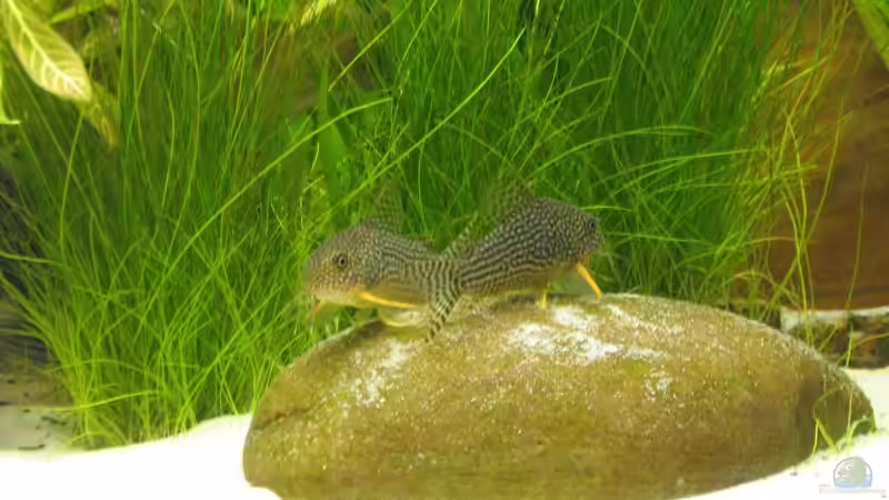 Sterbais auf Ruheplatz von Dirk Meißner (16)