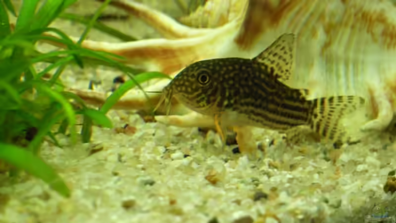 Sterbaispanzerwels von Susann Czaika (9)