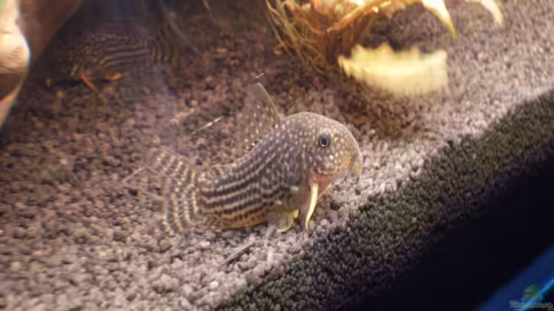 Sterbas Panzerwels von uliborowka (5)