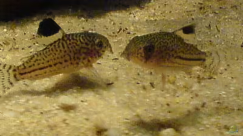 Sterbei von Ralf Kahl (15)