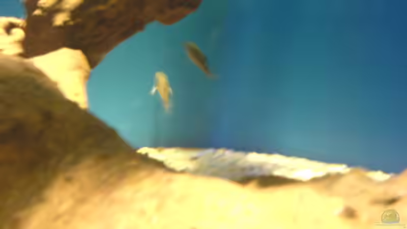 Sterbei von Ralf Kahl (18)