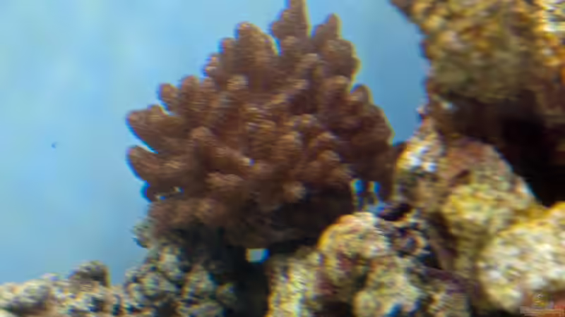 Stereonephthya von Dominik N. (43)