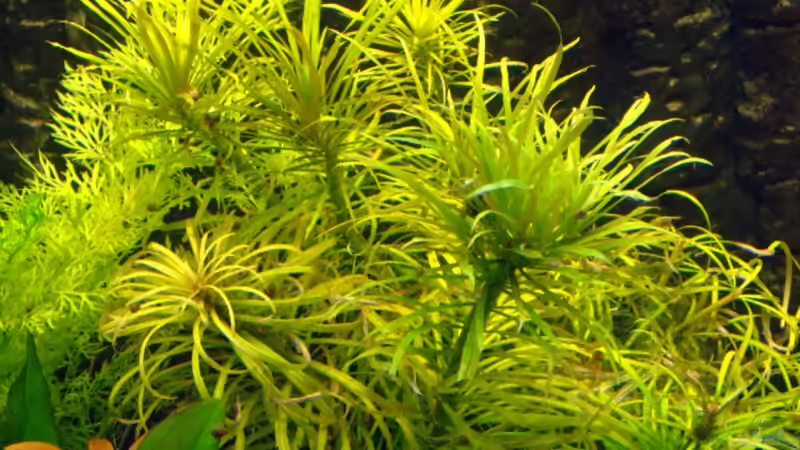 Stern-Rotala von Wolfgang Röhken (10)