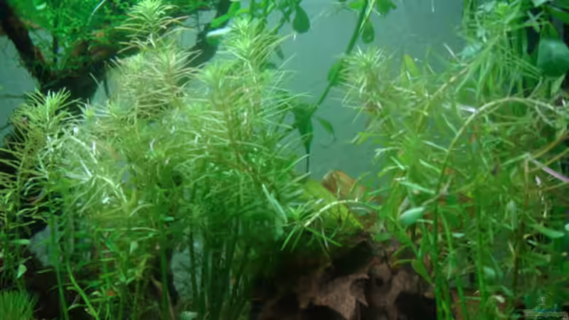 Stern von Rotala, kurz nach dem einbringen ins Becken von Freibel (5)