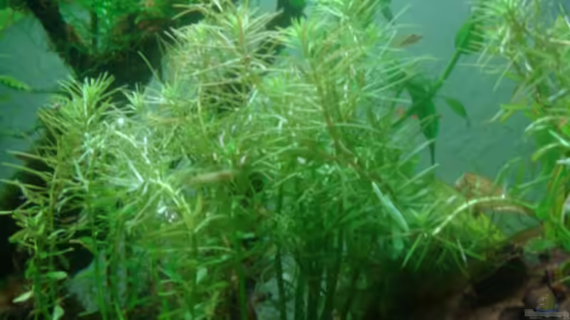 Stern von Rotala, kurz nach dem einbringen ins Becken von Freibel (6)