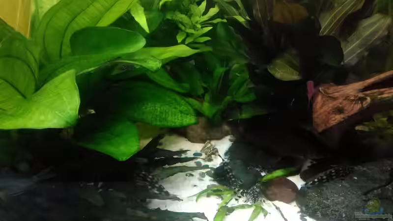 Aquarien mit Botia kubotai (Sternchenschmerle)