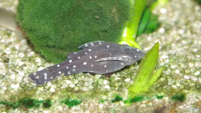 Sternenhimmel-Kammdronwels von Bene 1.1 (3)